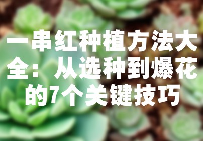 一串红种植方法大全：从选种到爆花的7个关键技巧