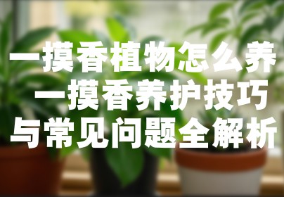 一摸香植物怎么养 一摸香养护技巧与常见问题全解析