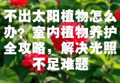 不出太阳植物怎么办？室内植物养护全攻略，解决光照不足难题