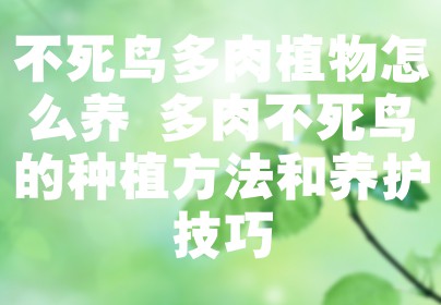 不死鸟多肉植物怎么养 多肉不死鸟的种植方法和养护技巧