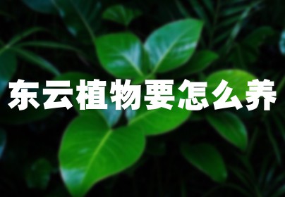 东云植物要怎么养
