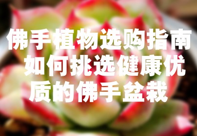 佛手植物选购指南 如何挑选健康优质的佛手盆栽