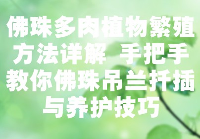 佛珠多肉植物繁殖方法详解 手把手教你佛珠吊兰扦插与养护技巧