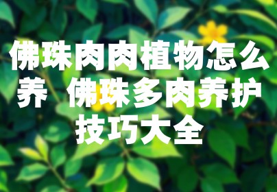 佛珠肉肉植物怎么养 佛珠多肉养护技巧大全