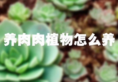 养肉肉植物怎么养