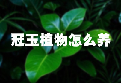 冠玉植物怎么养