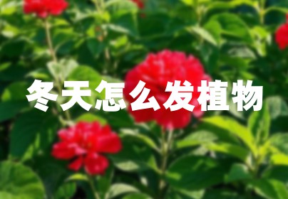 冬天怎么发植物