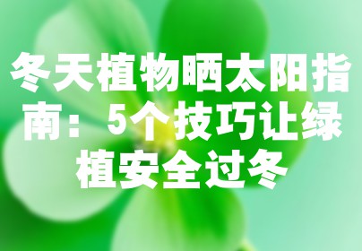冬天植物晒太阳指南：5个技巧让绿植安全过冬