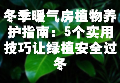 冬季暖气房植物养护指南：5个实用技巧让绿植安全过冬
