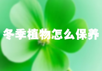 冬季植物怎么保养