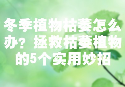冬季植物枯萎怎么办？拯救枯萎植物的5个实用妙招