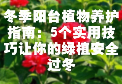 冬季阳台植物养护指南：5个实用技巧让你的绿植安全过冬