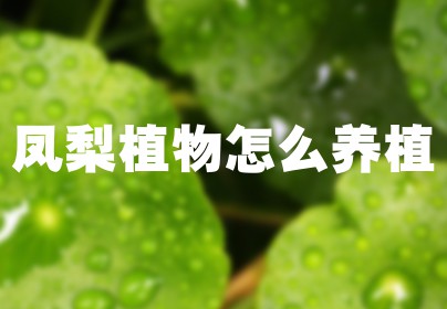凤梨植物怎么养植