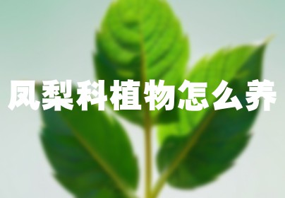 凤梨科植物怎么养