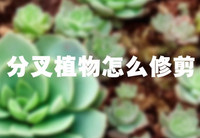 分叉植物怎么修剪