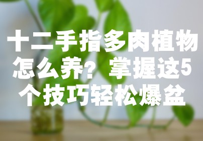 十二手指多肉植物怎么养？掌握这5个技巧轻松爆盆