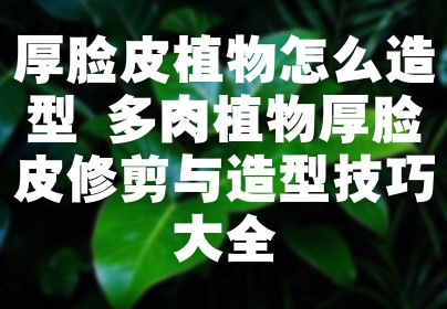 厚脸皮植物怎么造型 多肉植物厚脸皮修剪与造型技巧大全