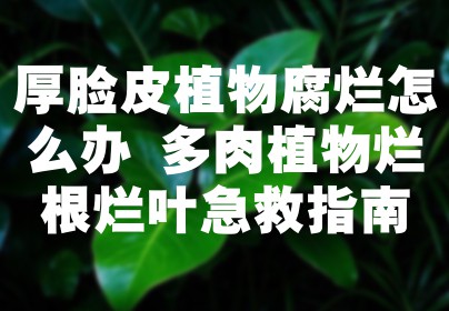 厚脸皮植物腐烂怎么办 多肉植物烂根烂叶急救指南