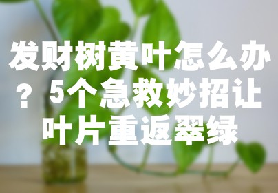发财树黄叶怎么办？5个急救妙招让叶片重返翠绿