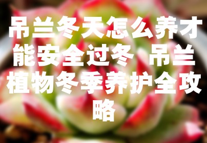 吊兰冬天怎么养才能安全过冬 吊兰植物冬季养护全攻略