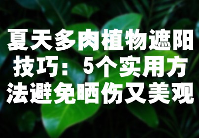 夏天多肉植物遮阳技巧：5个实用方法避免晒伤又美观