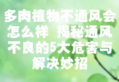 多肉植物不通风会怎么样 揭秘通风不良的5大危害与解决妙招