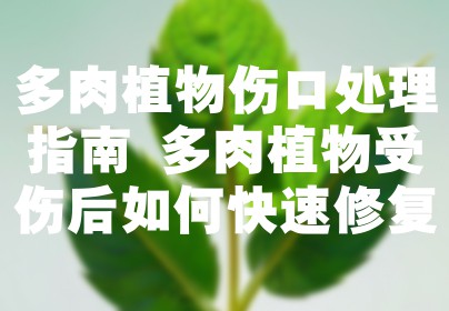 多肉植物伤口处理指南 多肉植物受伤后如何快速修复