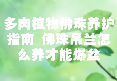 多肉植物佛珠养护指南 佛珠吊兰怎么养才能爆盆