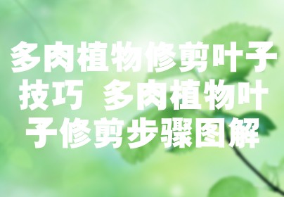 多肉植物修剪叶子技巧 多肉植物叶子修剪步骤图解