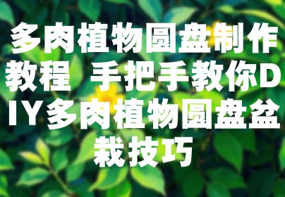 多肉植物圆盘制作教程 手把手教你DIY多肉植物圆盘盆栽技巧
