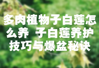 多肉植物子白莲怎么养 子白莲养护技巧与爆盆秘诀