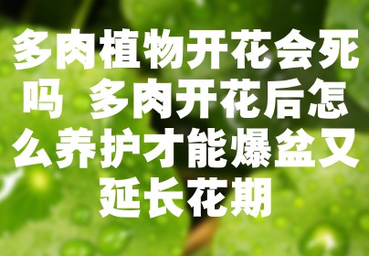 多肉植物开花会死吗 多肉开花后怎么养护才能爆盆又延长花期