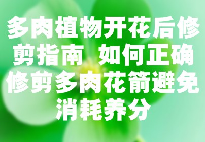 多肉植物开花后修剪指南 如何正确修剪多肉花箭避免消耗养分