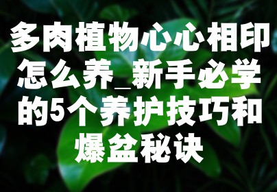 多肉植物心心相印怎么养_新手必学的5个养护技巧和爆盆秘诀