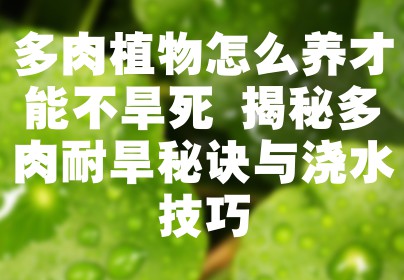 多肉植物怎么养才能不旱死 揭秘多肉耐旱秘诀与浇水技巧