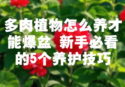 多肉植物怎么养才能爆盆 新手必看的5个养护技巧