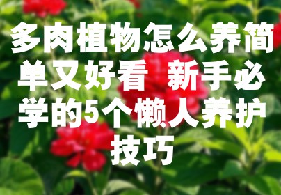多肉植物怎么养简单又好看 新手必学的5个懒人养护技巧
