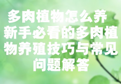 多肉植物怎么养 新手必看的多肉植物养殖技巧与常见问题解答
