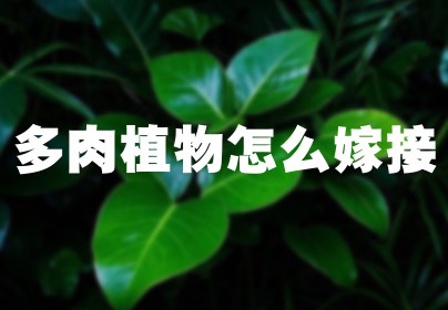 多肉植物怎么嫁接