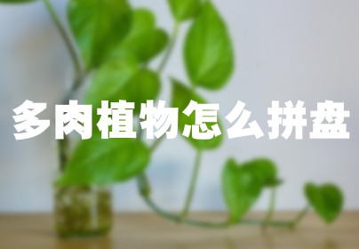 多肉植物怎么拼盘