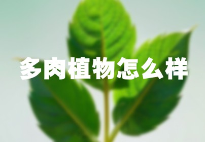 多肉植物怎么样