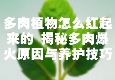 多肉植物怎么红起来的 揭秘多肉爆火原因与养护技巧