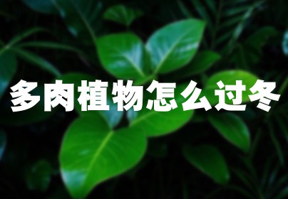 多肉植物怎么过冬