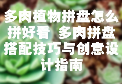 多肉植物拼盘怎么拼好看 多肉拼盘搭配技巧与创意设计指南