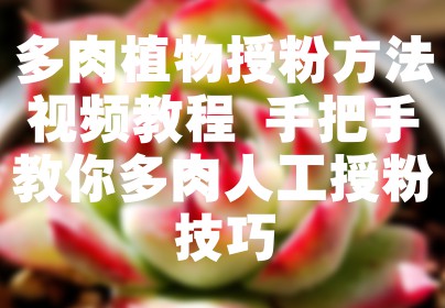 多肉植物授粉方法视频教程 手把手教你多肉人工授粉技巧
