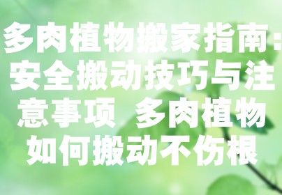 多肉植物搬家指南：安全搬动技巧与注意事项 多肉植物如何搬动不伤根