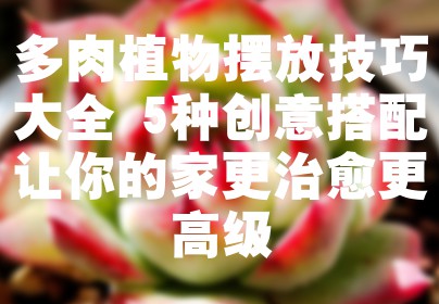 多肉植物摆放技巧大全 5种创意搭配让你的家更治愈更高级