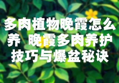 多肉植物晚霞怎么养 晚霞多肉养护技巧与爆盆秘诀
