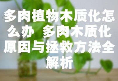 多肉植物木质化怎么办 多肉木质化原因与拯救方法全解析