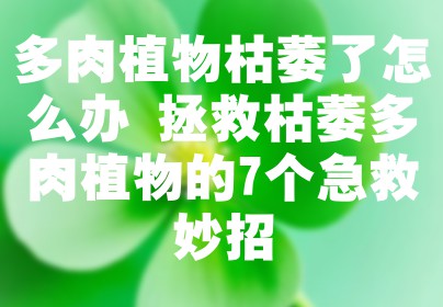 多肉植物枯萎了怎么办 拯救枯萎多肉植物的7个急救妙招